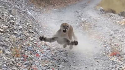Grabó mientras lo perseguía un puma que protegía a sus crías
