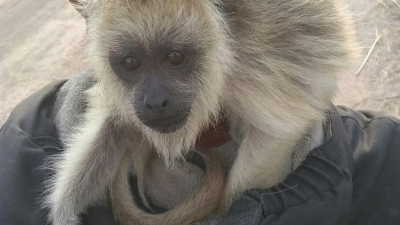 Recuperan un mono carayá en Villa Ocampo