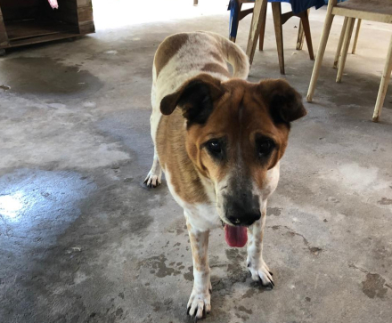 perro6.jpg