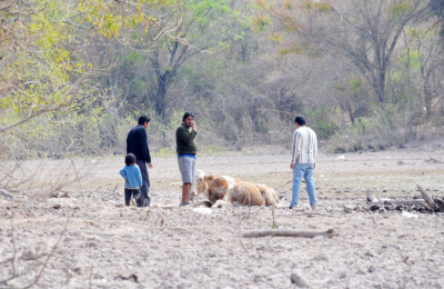 La Nación, al fin, declaró la situación de desastre y emergencia agropecuaria para el Chaco