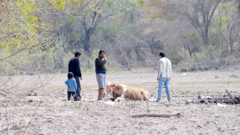 La Nación, al fin, declaró la situación de desastre y emergencia agropecuaria para el Chaco