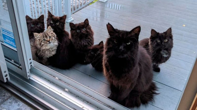 La gata que alimentaba apareció en su casa con sus seis crías