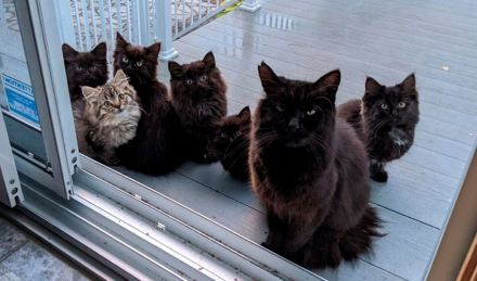 gatos.jpg