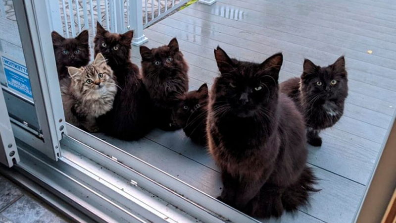 La gata que alimentaba apareció en su casa con sus seis crías