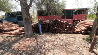 Golpe a la tala ilegal: inspectores de bosques incautan 1.400 postes de quebracho colorado
