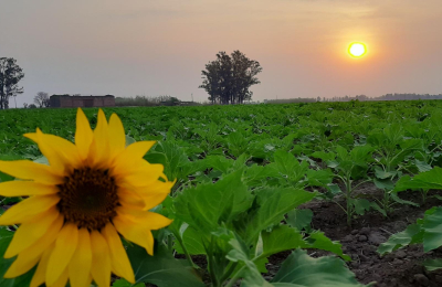 Chaco quiere ser primicia nacional de girasol