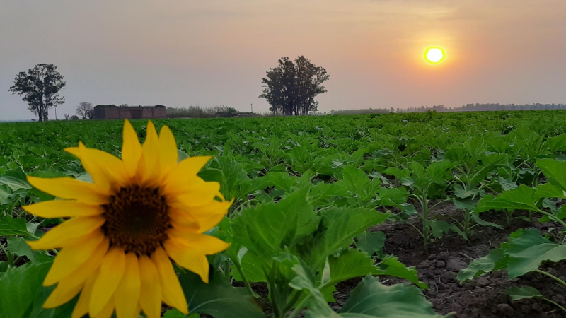 Chaco quiere ser primicia nacional de girasol