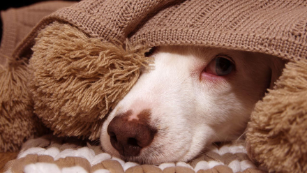 mascota01.jpg
