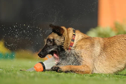 perros2.jpg