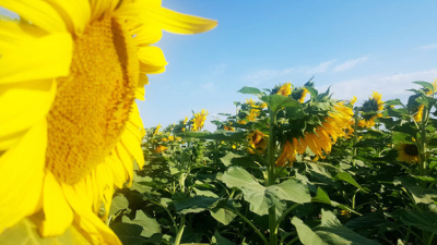El 99% del girasol chaqueño se va sin industrializar