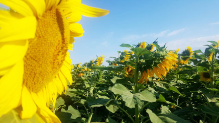 girasol-ilustra.jpg