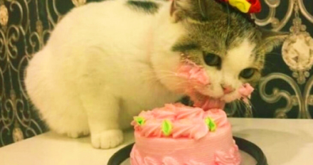 gato.jpg