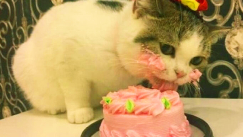 El cumpleaños clandestino de un gato dejó 15 contagiados de Covid-19