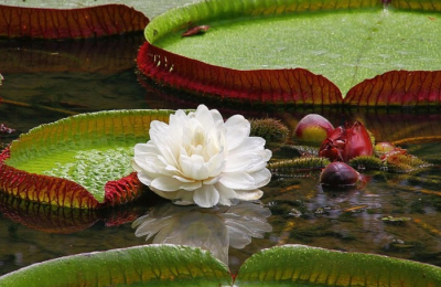 Belleza: la medida justa de saber SER