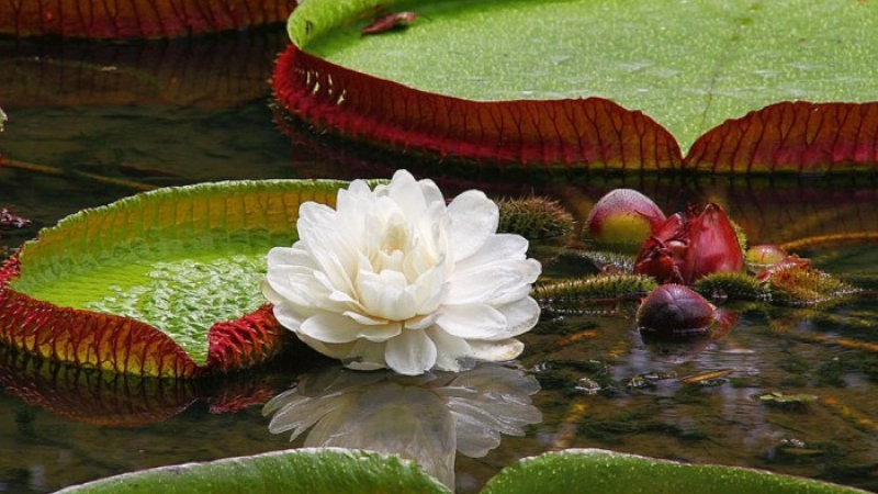 Belleza: la medida justa de saber SER
