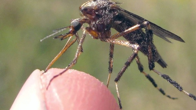 Investigadora explica por qué hay tantos mosquitos y si son peligrosos