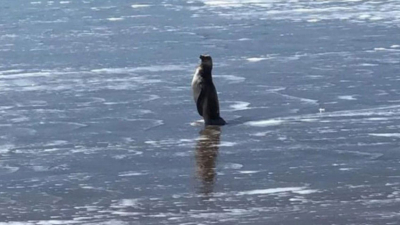 Un pingüino sorprendió a los bañistas en una playa de Mar del Plata