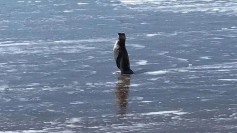 Un pingüino sorprendió a los bañistas en una playa de Mar del Plata