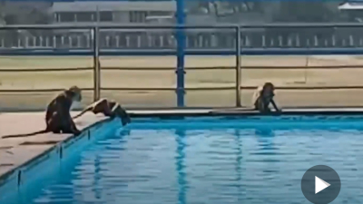 Banda de monos se apodera de la piscina de la escuela
