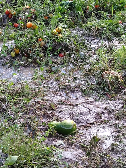 granizo4.jpg