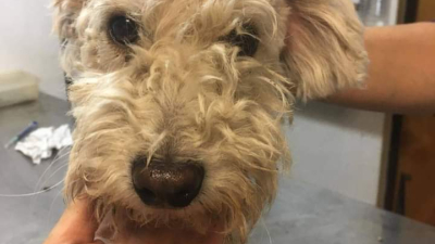 Descartaron un caniche en un basural y piden ayuda para su cirugía y tratamiento