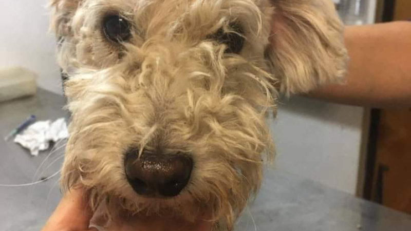 Descartaron un caniche en un basural y piden ayuda para su cirugía y tratamiento