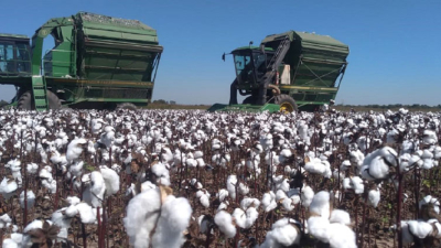 Impacto del coronavirus en la producción de algodón y la industria textil