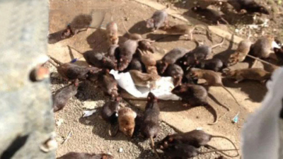 Una invasión de ratas azota al sudoeste de Australia
