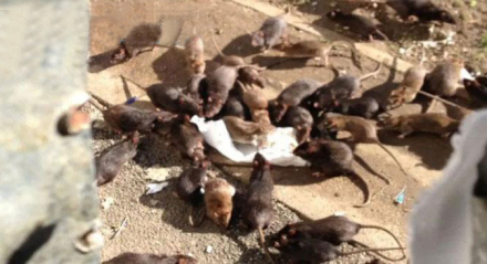 ratas-australia.jpg