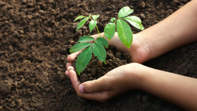 Corzuela tendrá 12 mil árboles para reforestar la ciudad y crear nuevos espacios verdes