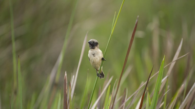 Un pájaro de los Esteros del Iberá despertó la atención de la ciencia mundial