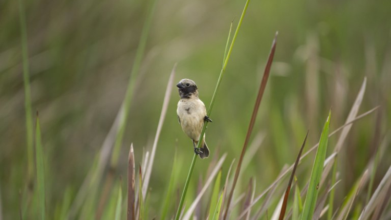 Un pájaro de los Esteros del Iberá despertó la atención de la ciencia mundial