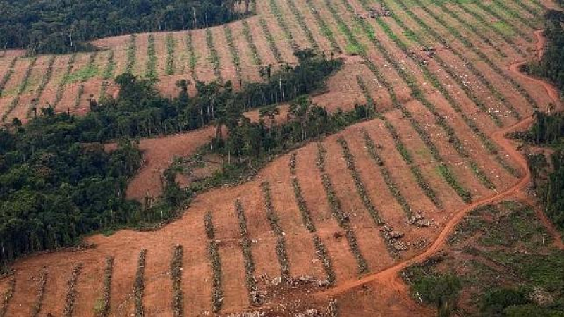 La voracidad de los países ricos es el motor de la deforestación tropical