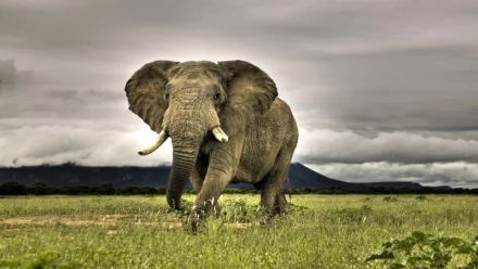 elefante8.jpg