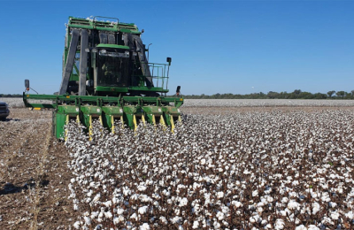 Algodón con más fondos y herramientas, busca consolidarse