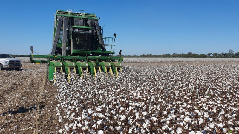 Algodón con más fondos y herramientas, busca consolidarse