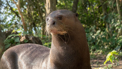 Descubren en El Impenetrable una especie que se creía extinta en Argentina