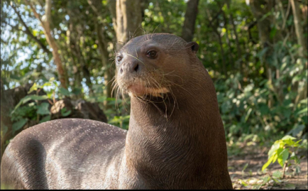 nutria3.jpg