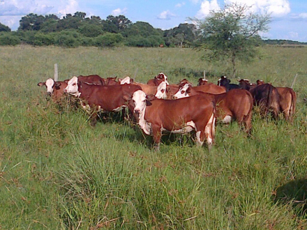 vacas.jpg