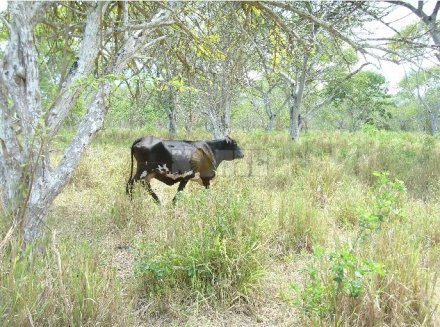 silvopastoril.jpg