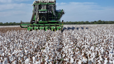 El 60% de los lotes ya se cosechó y los buenos rindes se ubican en sur y el oeste de Chaco