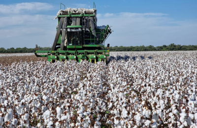 El 60% de los lotes ya se cosechó y los buenos rindes se ubican en sur y el oeste de Chaco