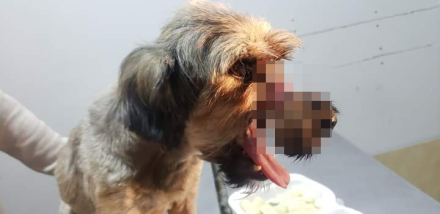 perrita6.jpg