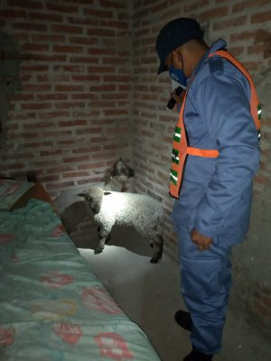 acompañó.jpg
