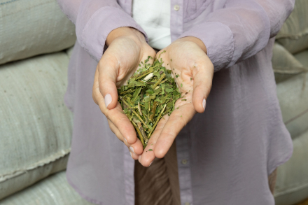 yerba1.jpg