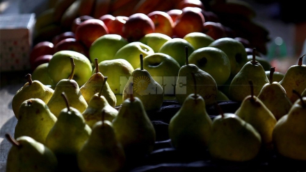 fruta.jpg