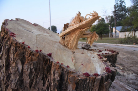 arbol3.jpg