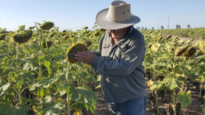 La falta de lluvia condiciona la expectativa girasolera en el sudoeste