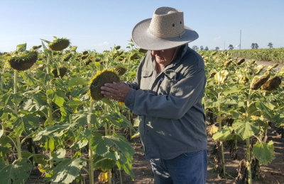 La falta de lluvia condiciona la expectativa girasolera en el sudoeste