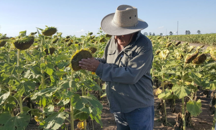 girasol.jpg